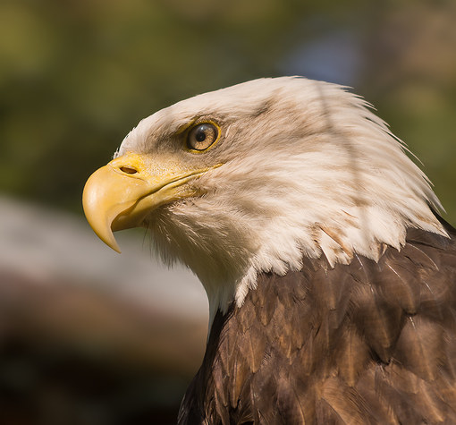 Portrait Weißkopfseeadler