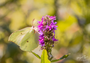 Zitronenfalter - Gonepteryx rhamni