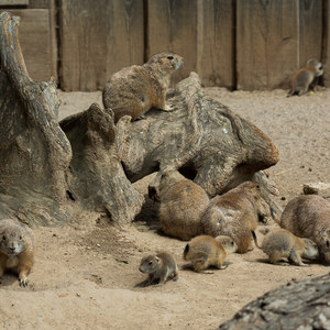 Zwieselfamilie