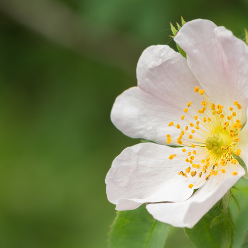 Weiße Wildrose