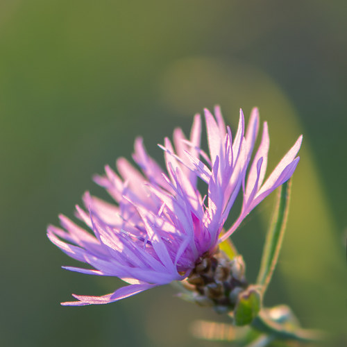 Wiesen-Flockenblume