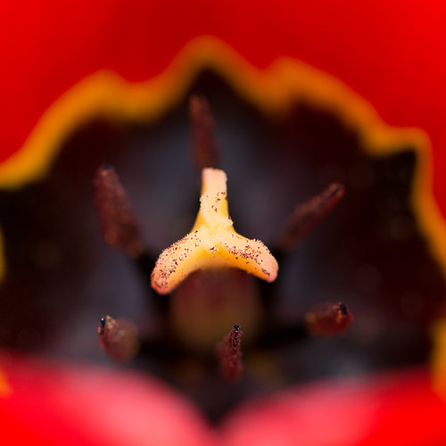 Tulpenstempel