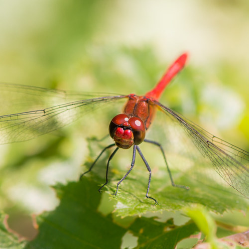 Blutrote Heidelibelle