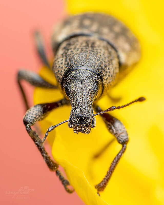 Dickmaulrüssler – Auf Blume