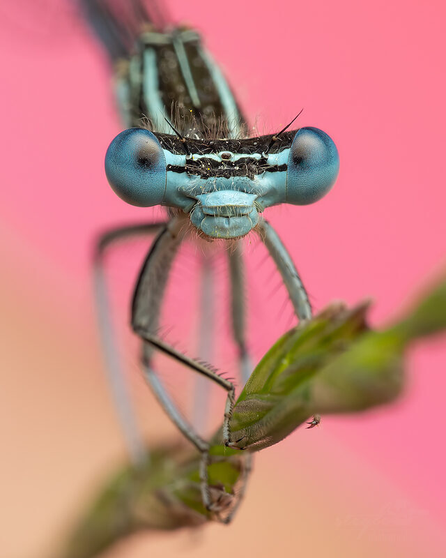 Federlibelle – Portrait
