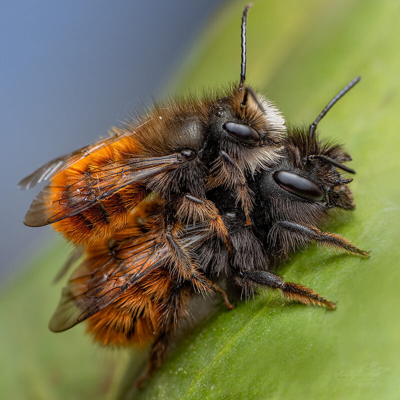 Gehörnte Mauerbienen – Haben Spaß