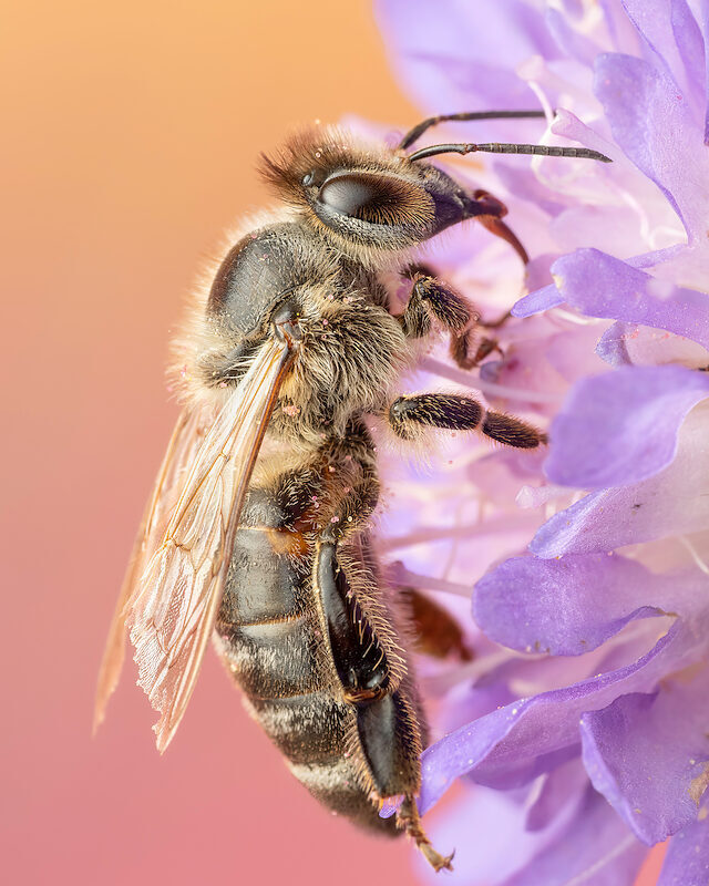 Honigbiene – Auf Scabiose
