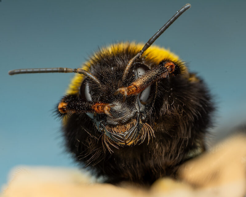 Hummel – Portrait