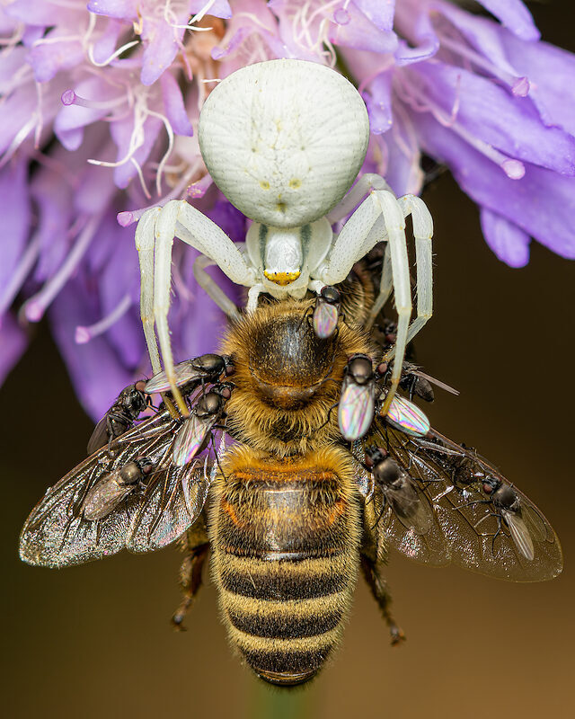 Krabbenspinne – Mit Beute