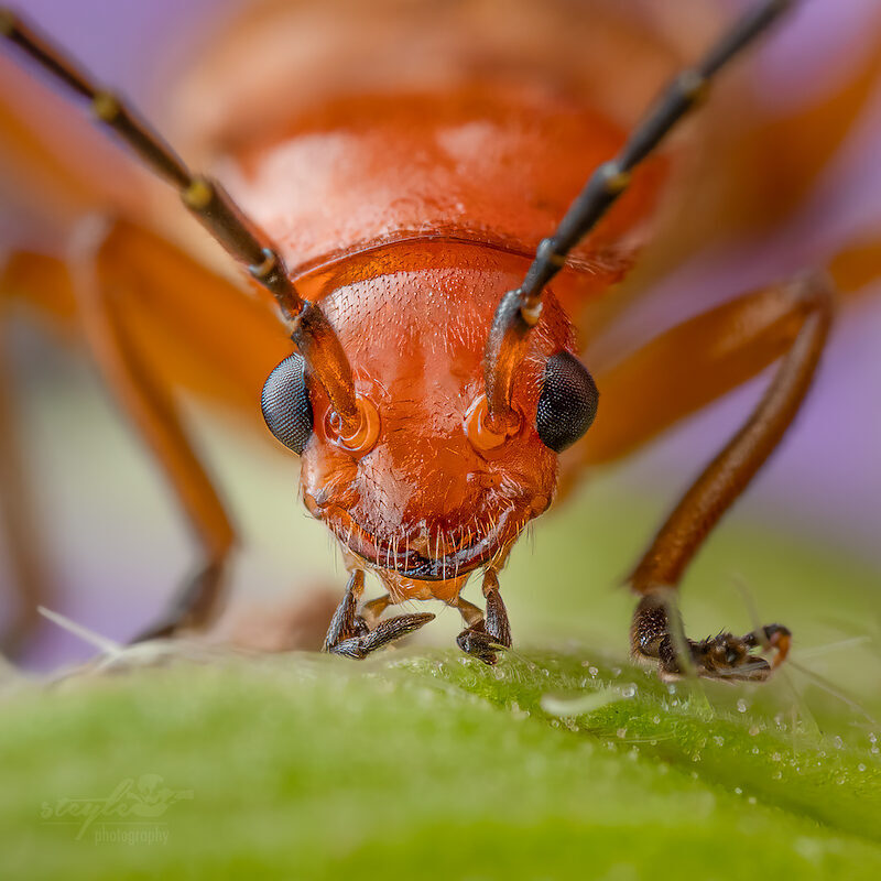 Roter Weichkäfer – Portrait