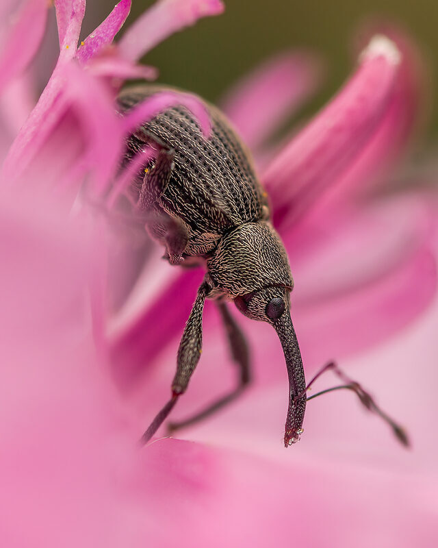 Rüsselkäfer – In Pink