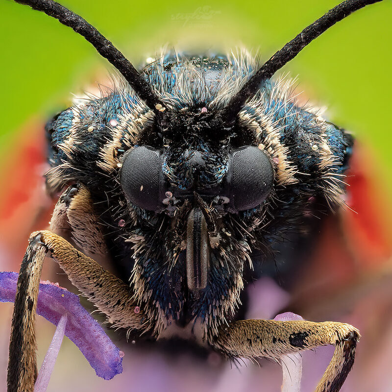 Widderchen – Portrait