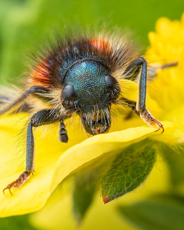 Zottiger Bienenkäfer – Portrait