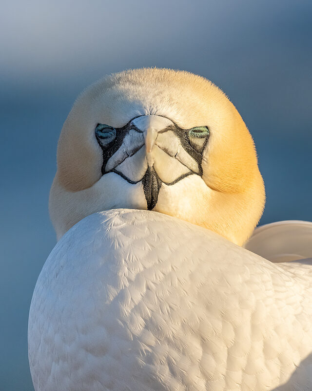 Basstölpel – Portrait