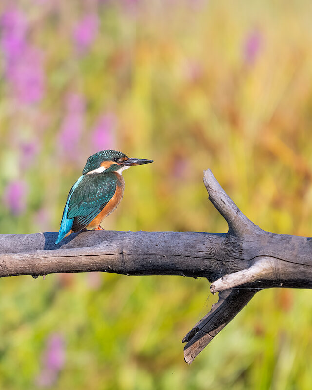 Eisvogel – Auf Ansitz