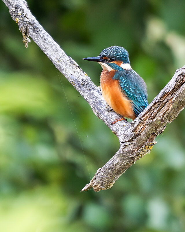Eisvogel – Im Geäst