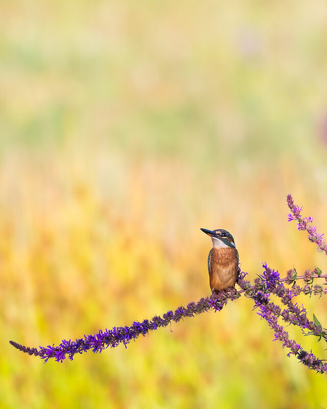 Eisvogel – Im gelben Meer