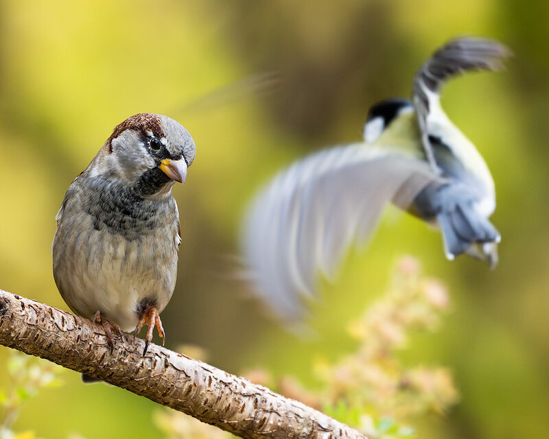 Kohlmeise – Beim Anflug