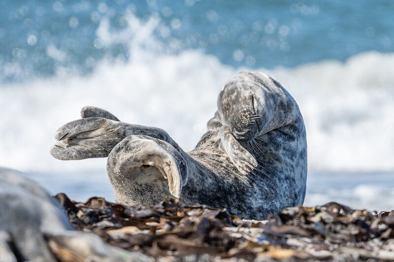 Kegelrobbe – Auf Helgoland (Düne)
