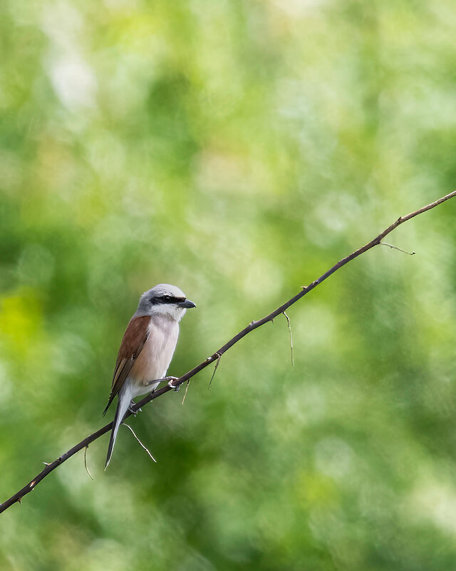 Neuntöter – Mit Bokeh