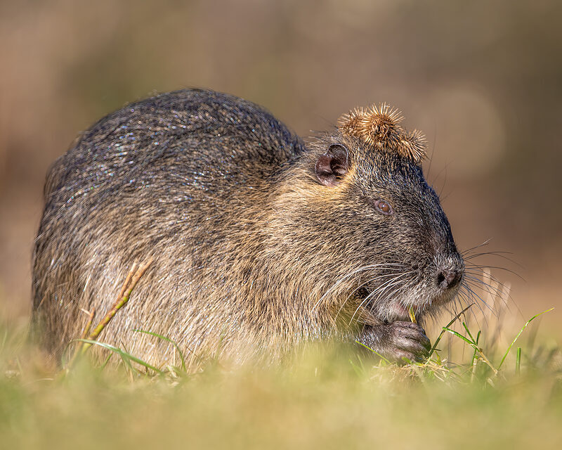 Nutria – Mit Haarschmuck