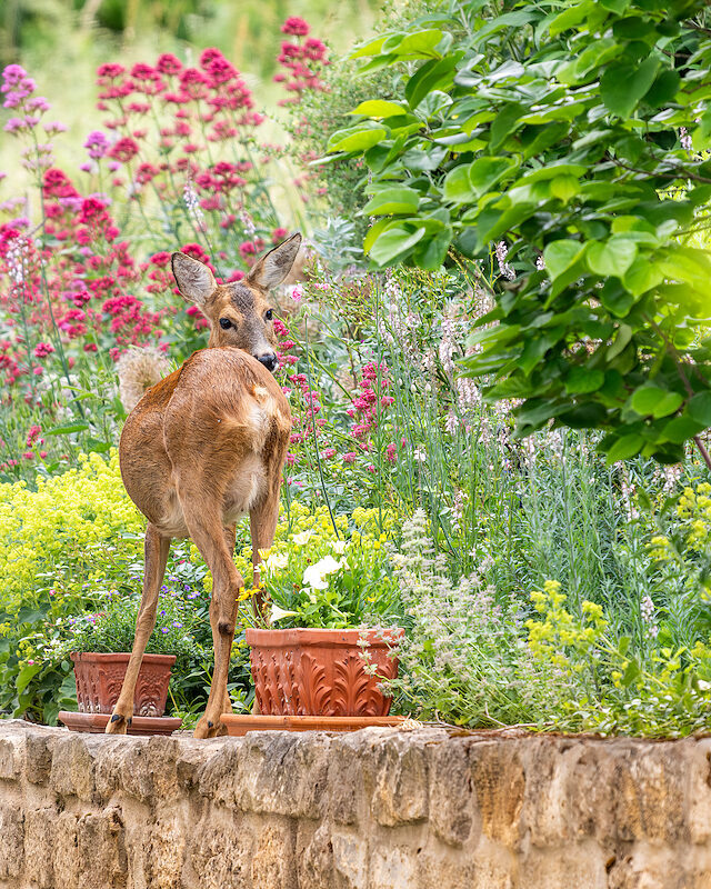 Reh – Im Garten