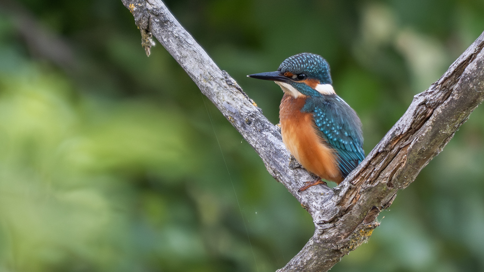Wildlife- und Makrofotografie von steyle Photography